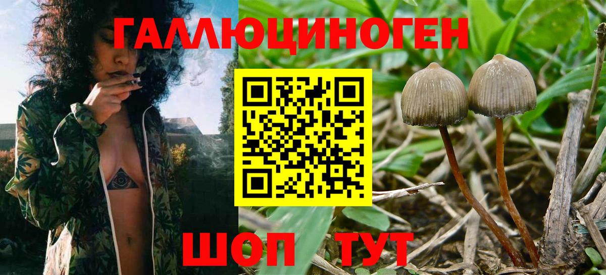 Псилоцибиновые грибы Psilocybine cubensis Ханты-Мансийск